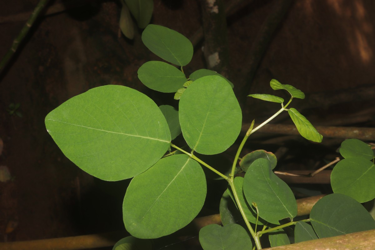 Dendrolobium umbellatum (L.) Benth.